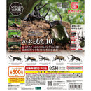 Living Creature Dictionary Beetle 10 - 20pc assort pack
