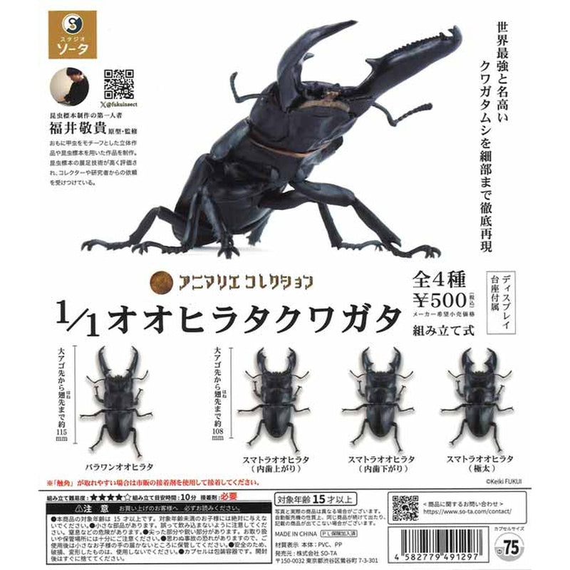 Oohira Stag Beetle 1/1 Scale - 20pc assort pack