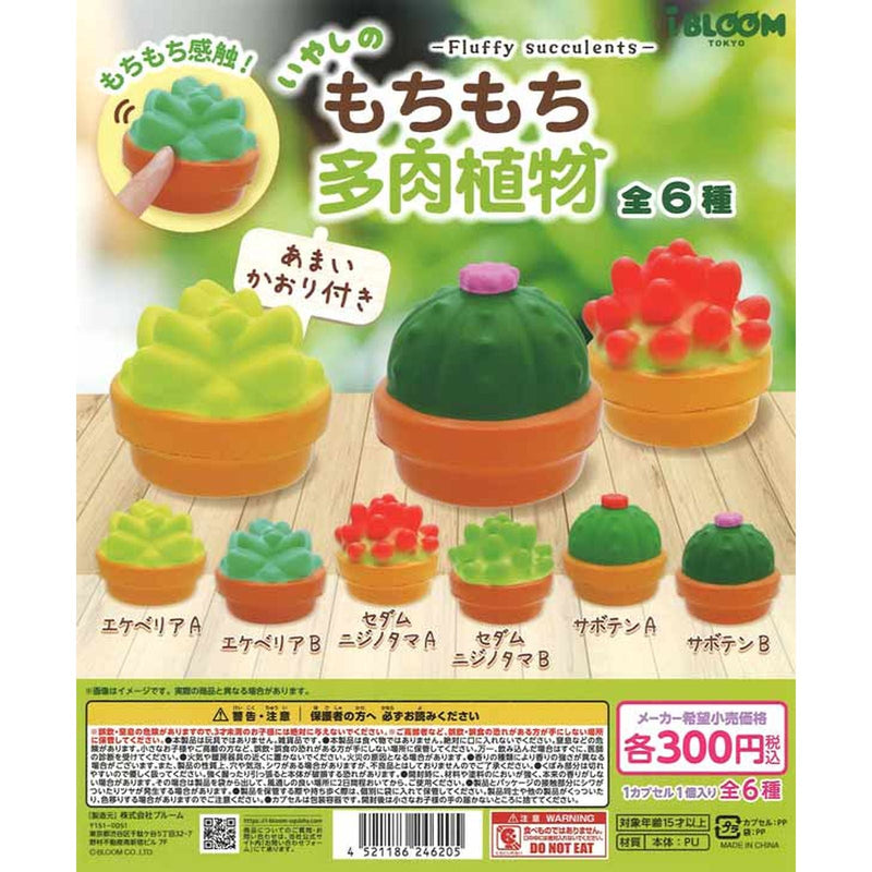 Mochi Mochi Succulents - 40pc assort pack