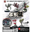 Pettit Bon Capsule DIY Series - 30pc assort pack