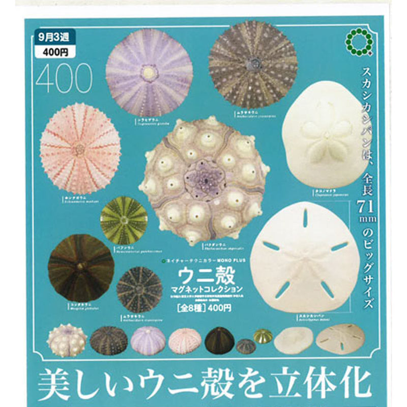 Urchin Shell Magnet Collection - 30pc assort pack [Pre Order October 2025][2nd Chance]