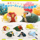 Kotorino Kyuujitsu Relax Parrot - 30pc assort pack