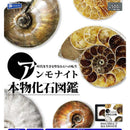 Ammonites Real Fossil Dictionary - 20pc assort pack [Pre Order November 2025][2nd Chance]