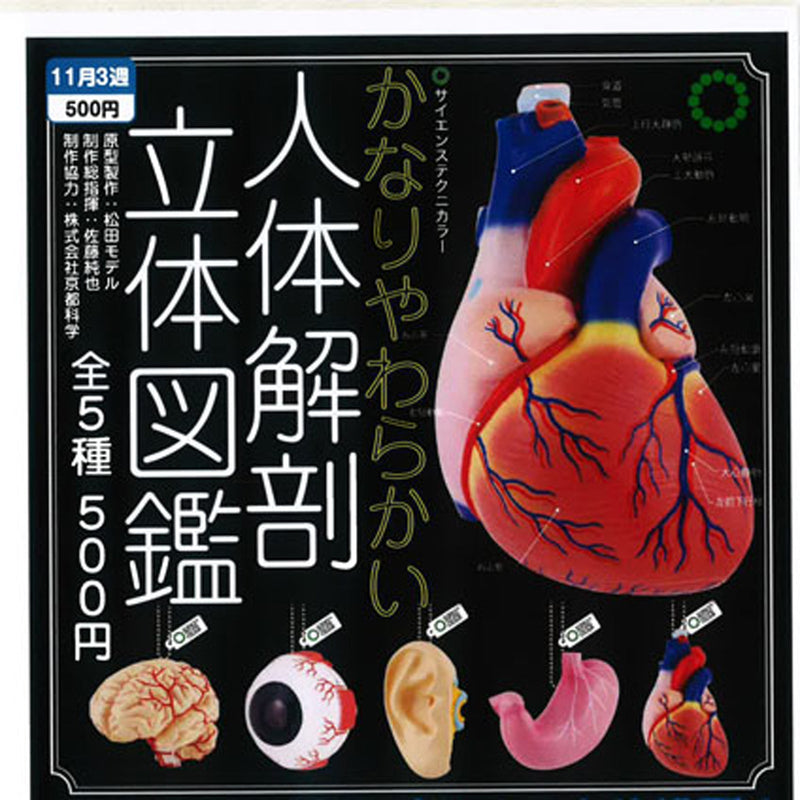 STC Very Soft Human Body Dictionary - 20pc assort pack [Pre Order December 2025][2nd Chance]