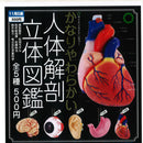 Very Soft Human Model Dictionary - 20pc assort pack