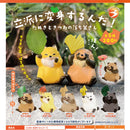 I will Transform! - 40pc assort pack [Pre Order December 2025][2nd Chance]