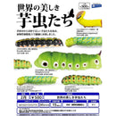 Words Beautiful Catterpillars - 20pc assort pack [Pre Order March 2026]