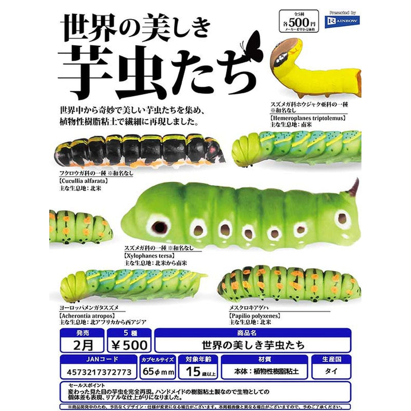 Words Beautiful Catterpillars - 20pc assort pack [Pre Order March 2026]