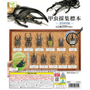 Bug Collection Book ZOOM - 50pc assort pack