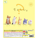 Kyoton - 40pc assort pack