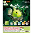 Manmaru Frog Light CapuQ - 40pc assort pack