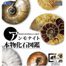 Anmonite Fossil Dictionary - 20pc assort pack