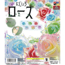 Rainbow Rose - 40pc assort pack