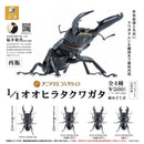 1/1 Oohira Stag Beetle - 20pc assort pack [Pre Order July 2026]