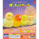 Smal Eyecatch Pocchari Parrot - 50pc assort pack [Pre Order July 2026][2nd Chance]