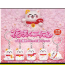 Flower Blooming Cat - 50pc assort pack