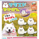 Samoyed-kun Dekapon - 30pc assort pack [Pre Order October 2026][2nd Chance]