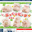Pukkuri Pig - 40pc assort pack [Pre Order February 2027]